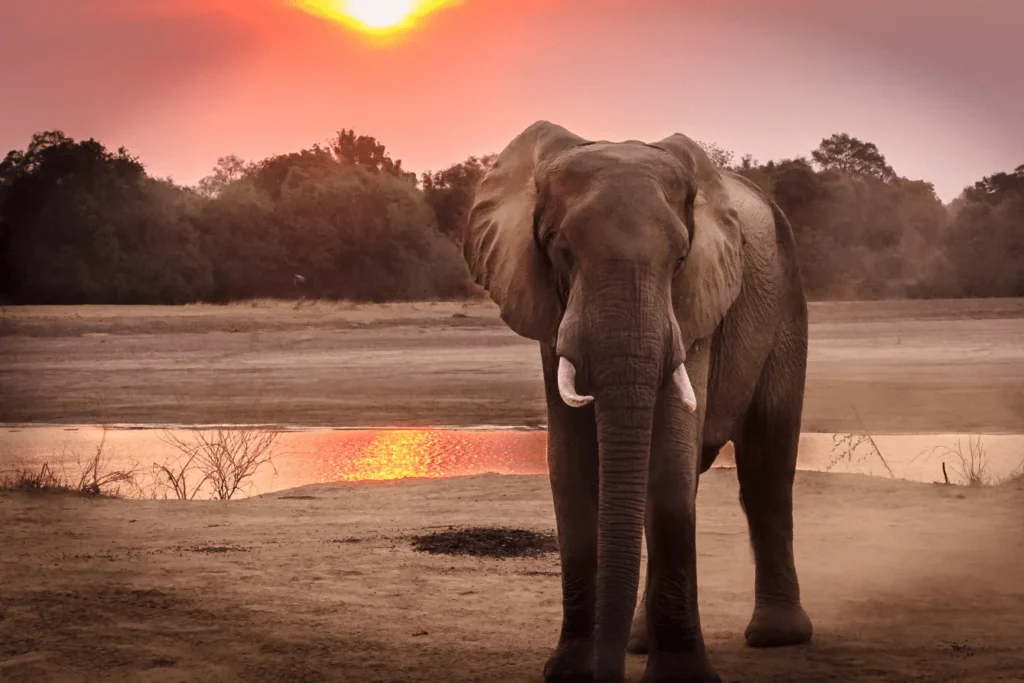 Éléphant debout devant une rivière sous un coucher de soleil.