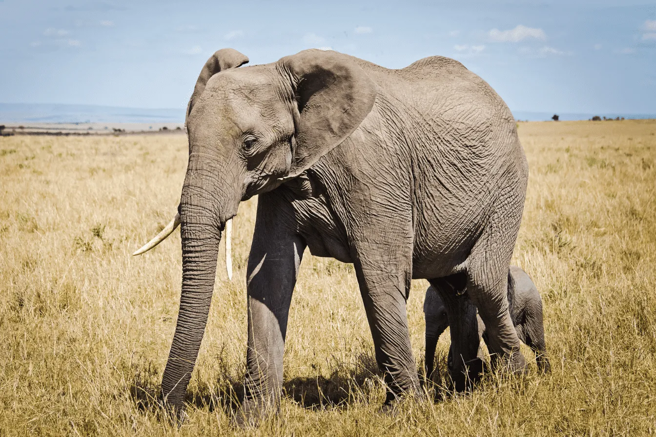 Éléphant et son petit dans la savane Éléphant adulte avec son petit marchant dans la savane.
